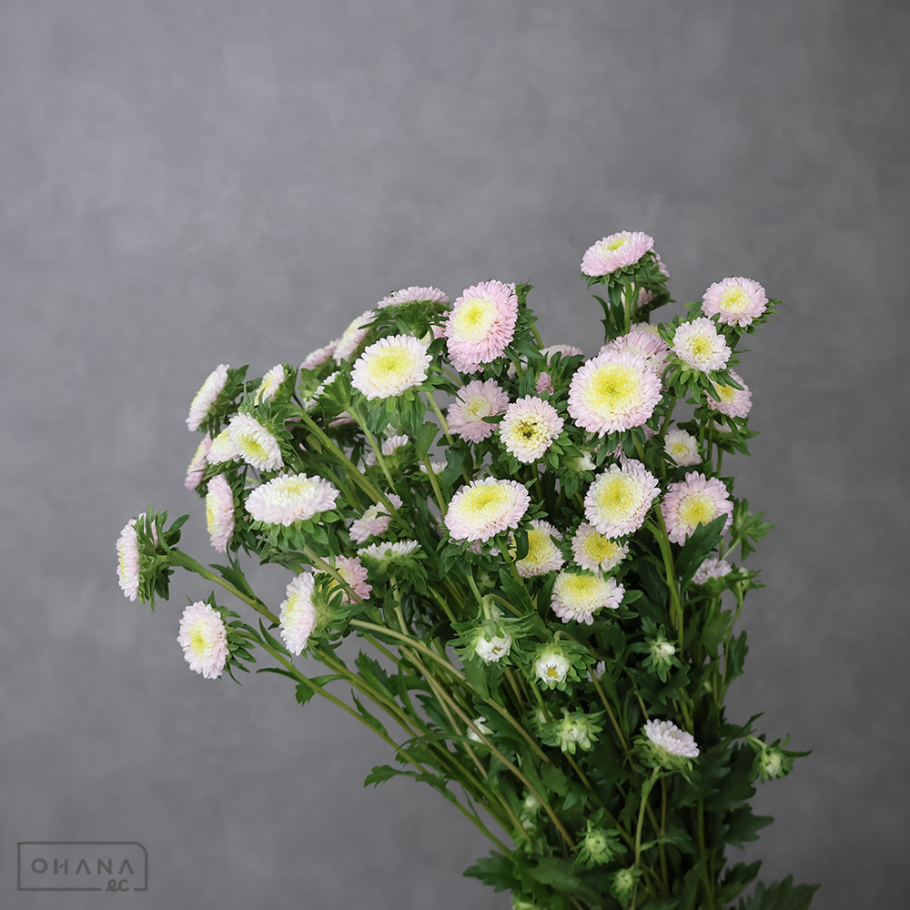 アスター　ポンポンチェリー　秀 ２Ｌ 75cm 