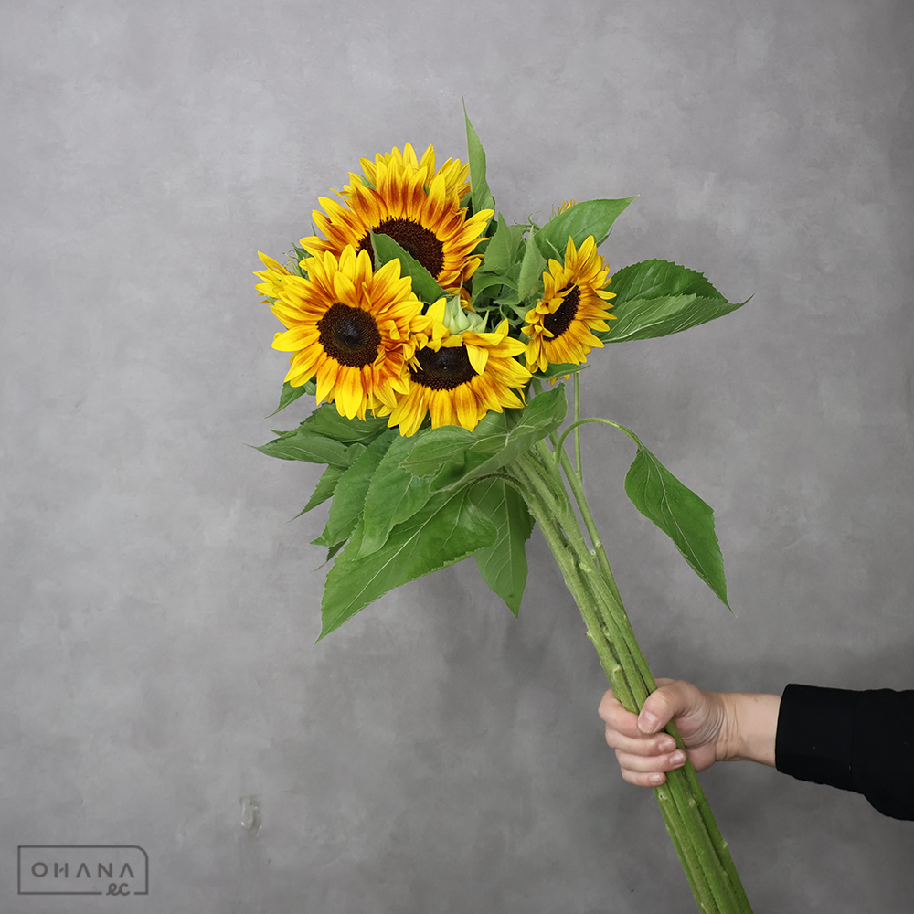 ヒワマリ　サンリッチマロン　中輪 2L 75cm 