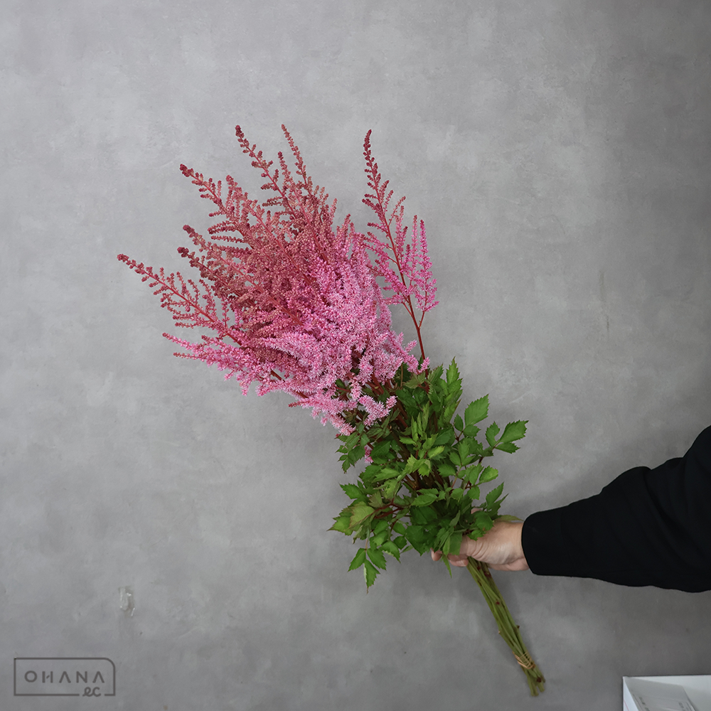 アスチルベ　ピンク　80cm ■発送時は75cm以下にカット