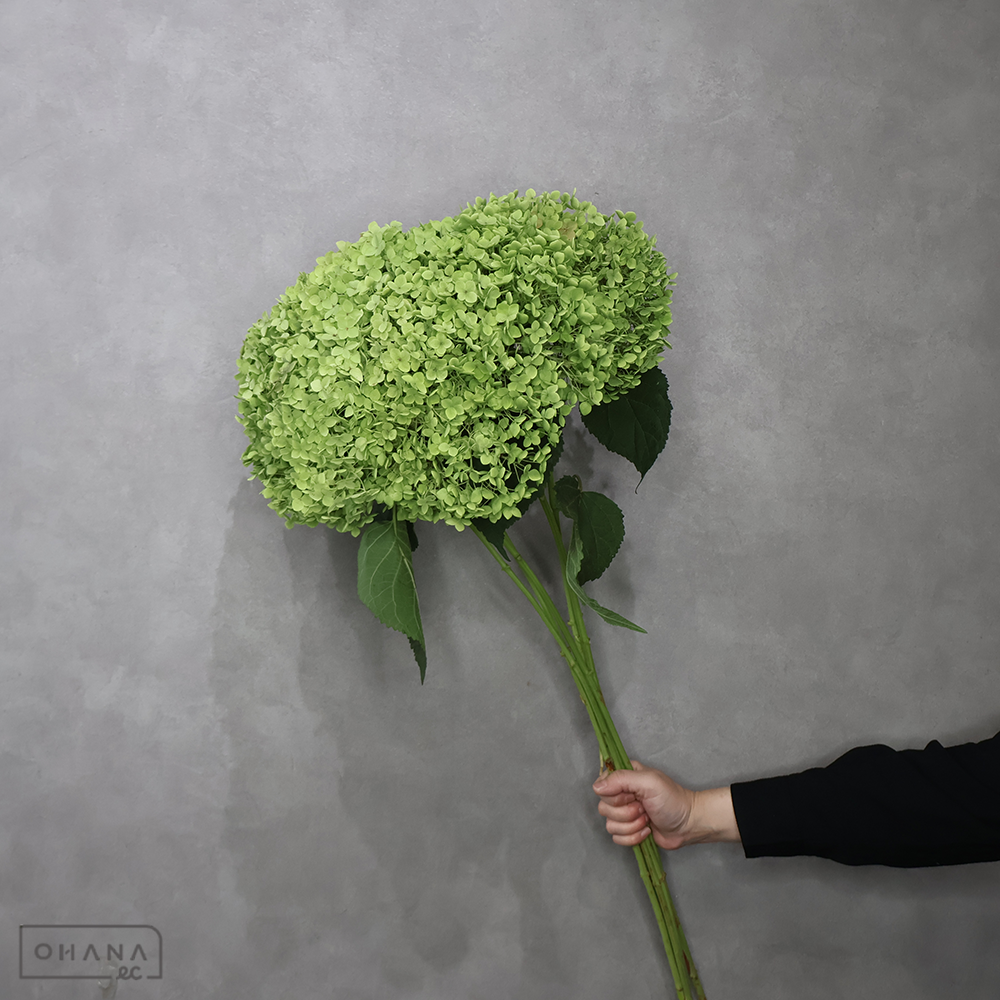アナベル　グリーン　80cm花20-25cm ■発送時は75cm以下にカット