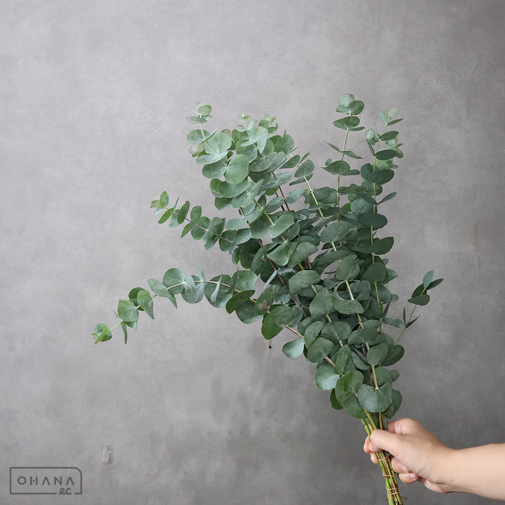 【SALE】ユーカリ　銀世界　50cm　※クレーム対象外