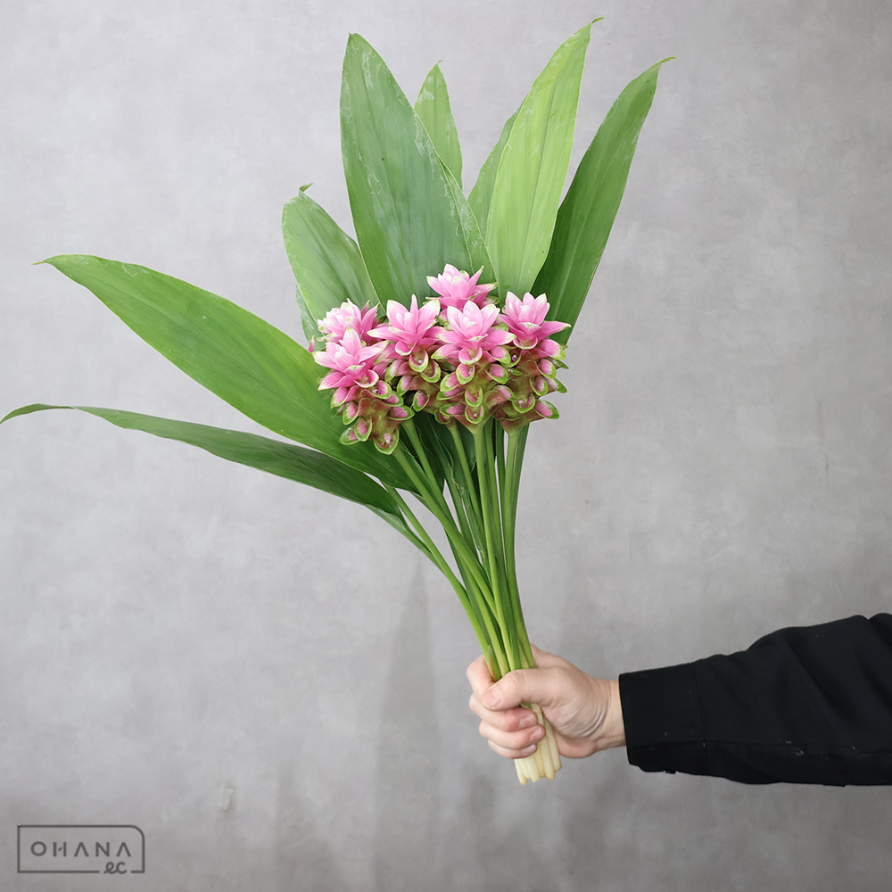 クルクマ　パルビフローラ　秀30cm