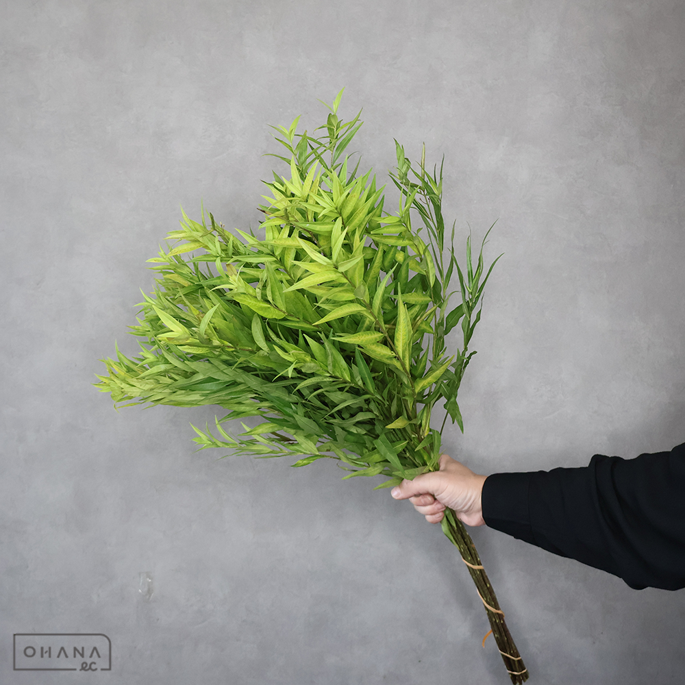 【SALE】丁字草　秀 70cm  ※クレーム対象外