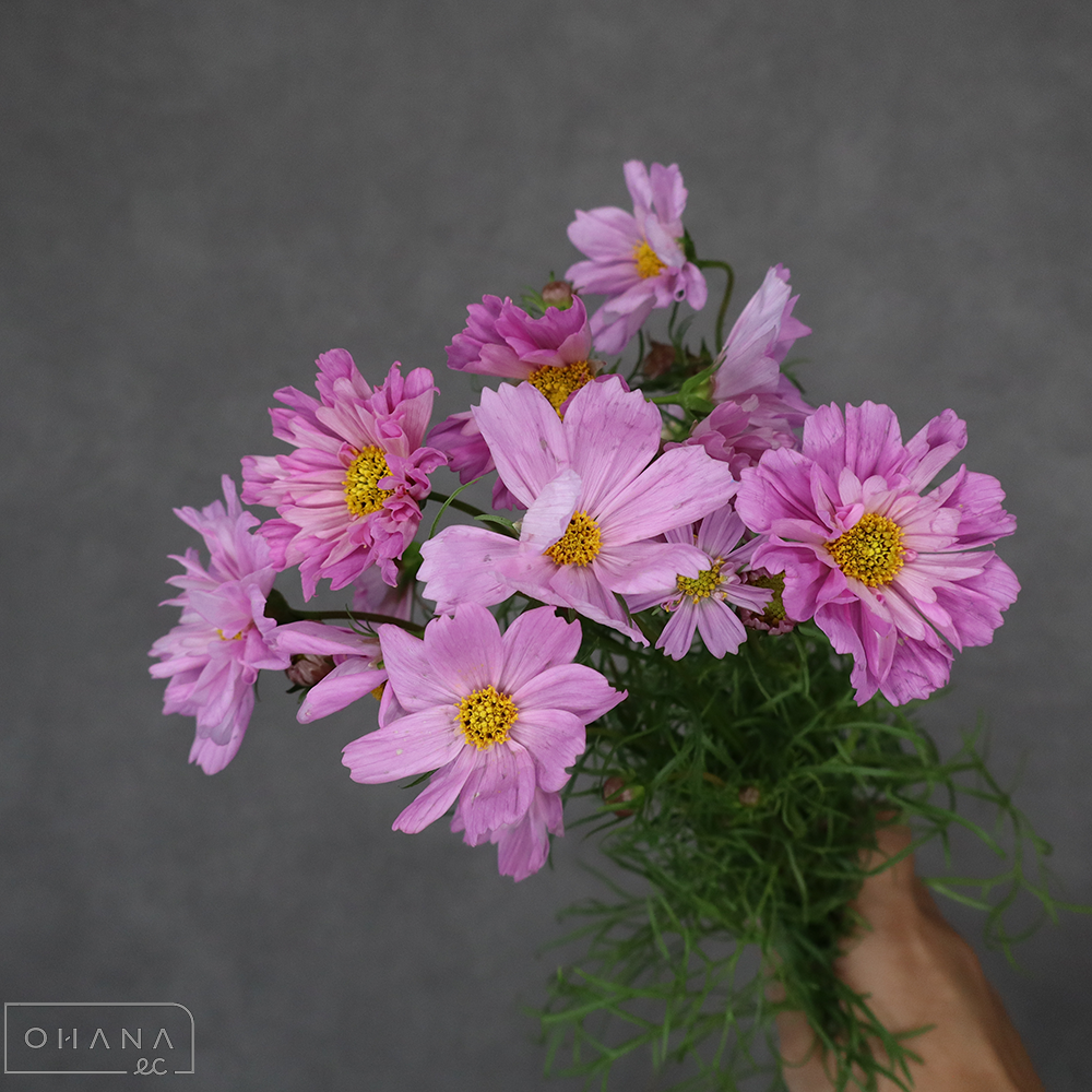 コスモス　Ｗクリックローズボンボン ※花散りあり　60cm 