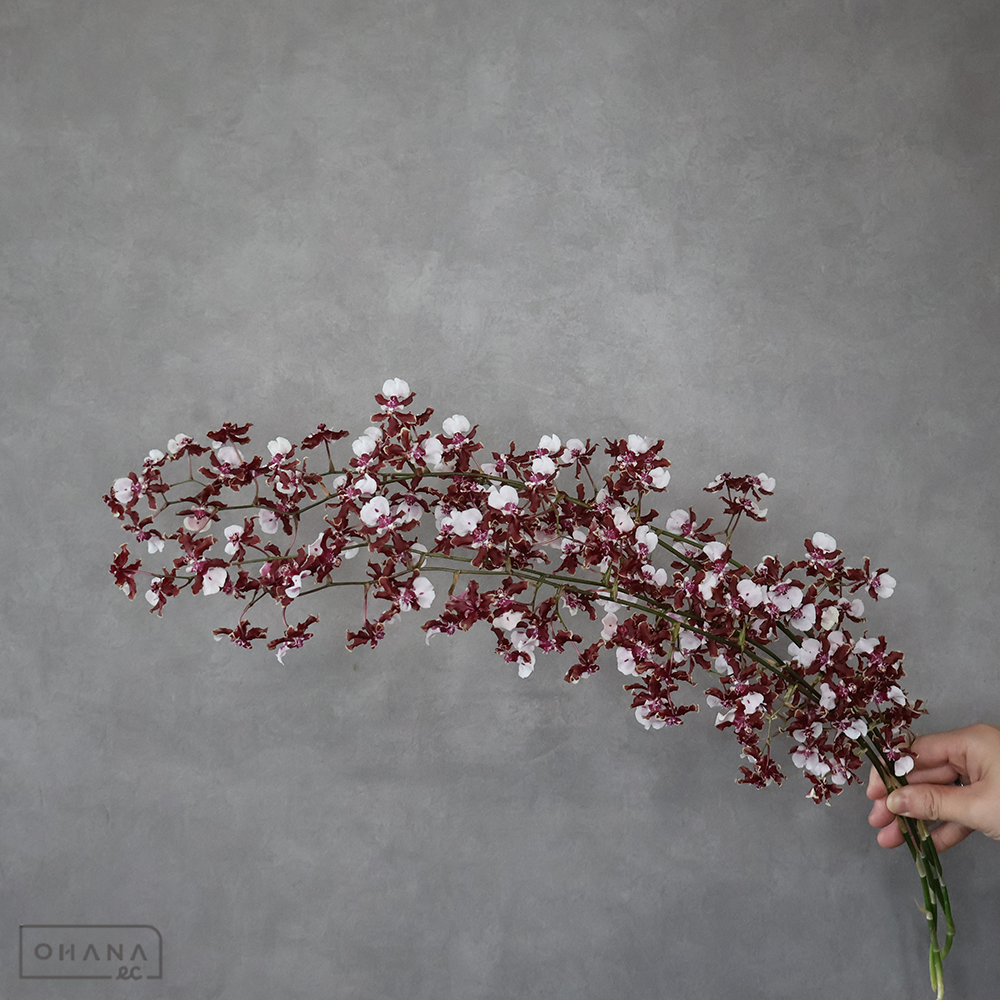 オンシジウム シャリーベイビー 秀60-75cm