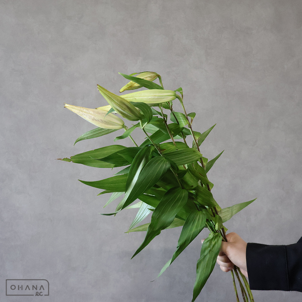 ユリ　山ゆり ※葉悪（季節物です）　7-60cm