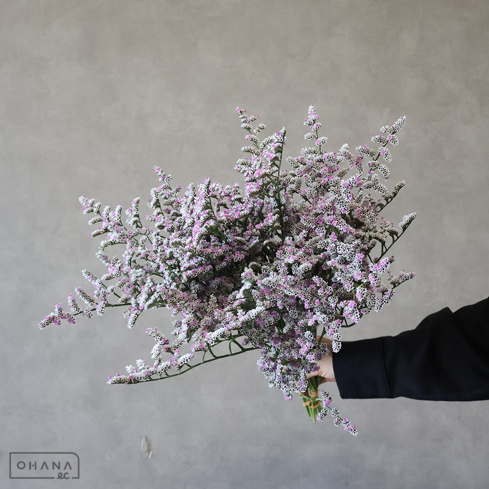 HBスターチス　デュモサ　オリンピアーナ　秀50cm