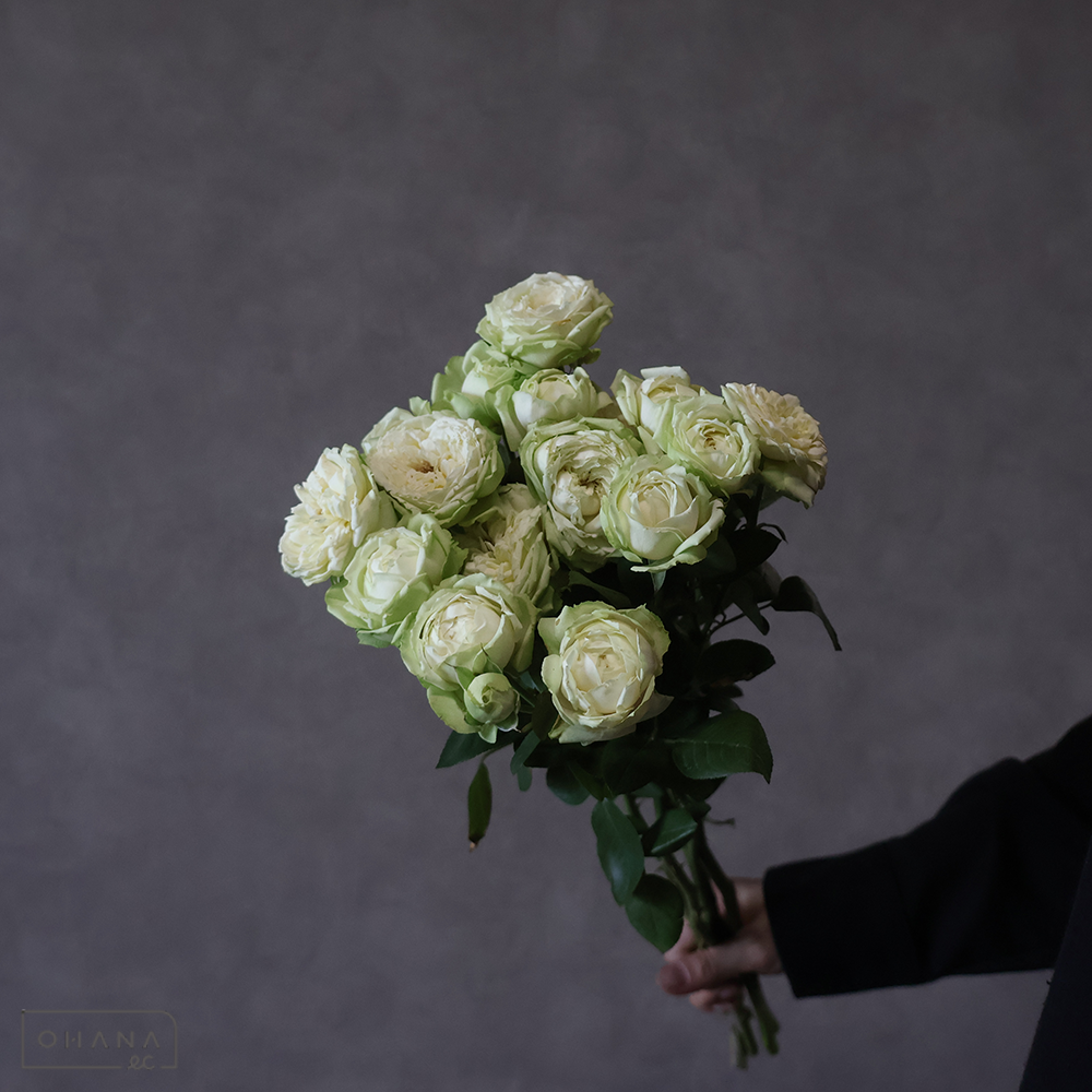 スプレーバラ　　フロッシュ　40-50cm