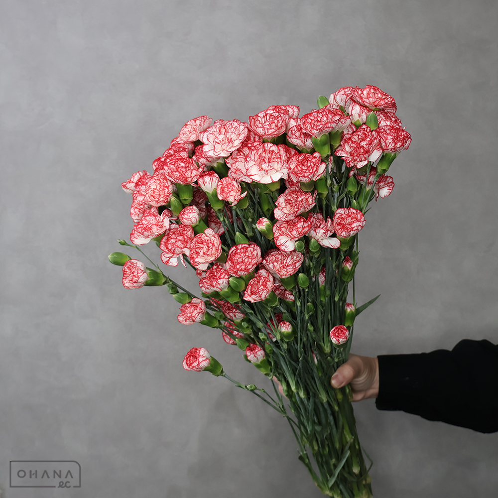 スプレーカーネ　ナンバーワン　  60cm  ※25本束