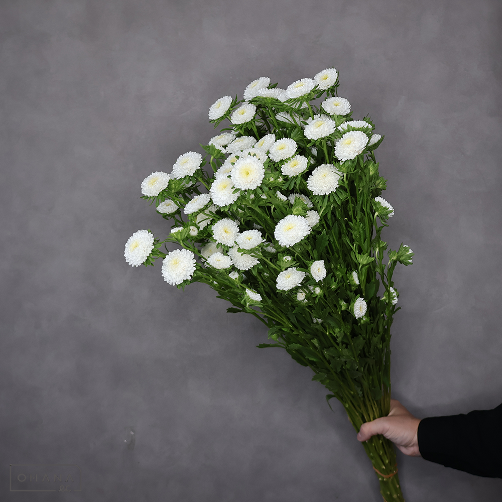 【SALE】アスター白　あずみホワイト　80cm ■発送時は75cm以下にカット ※クレーム対象外