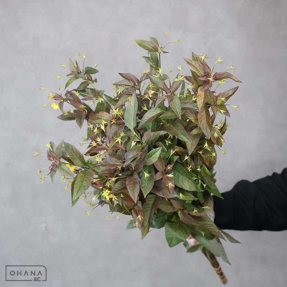 リシマキア ファイヤークラッカー 秀70cm