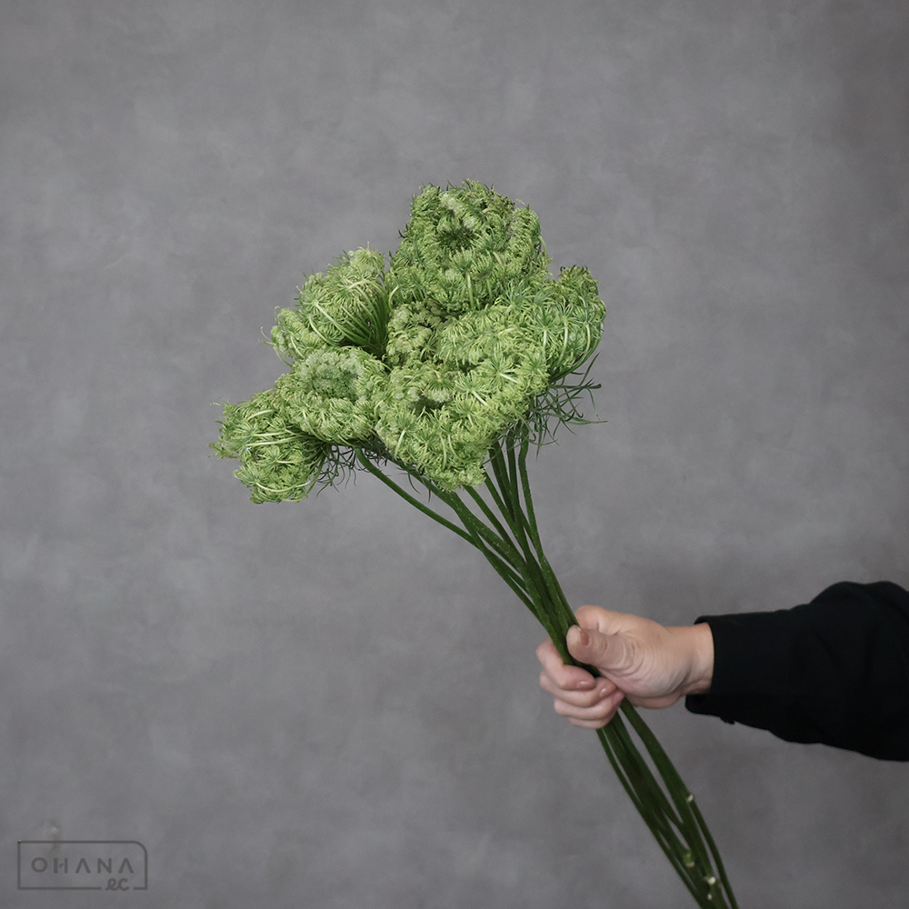 ダウカスシード　　秀80cm■発送時は75cm以下にカット