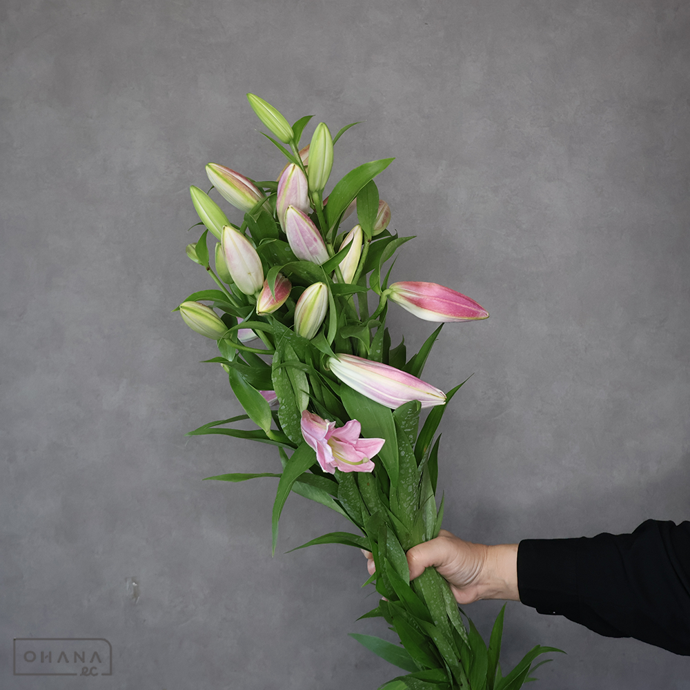 オリエンタルピンク　スーパーマスター　秀 90cm 4-5輪 ※葉色悪 ■発送時は75cm以下にカット