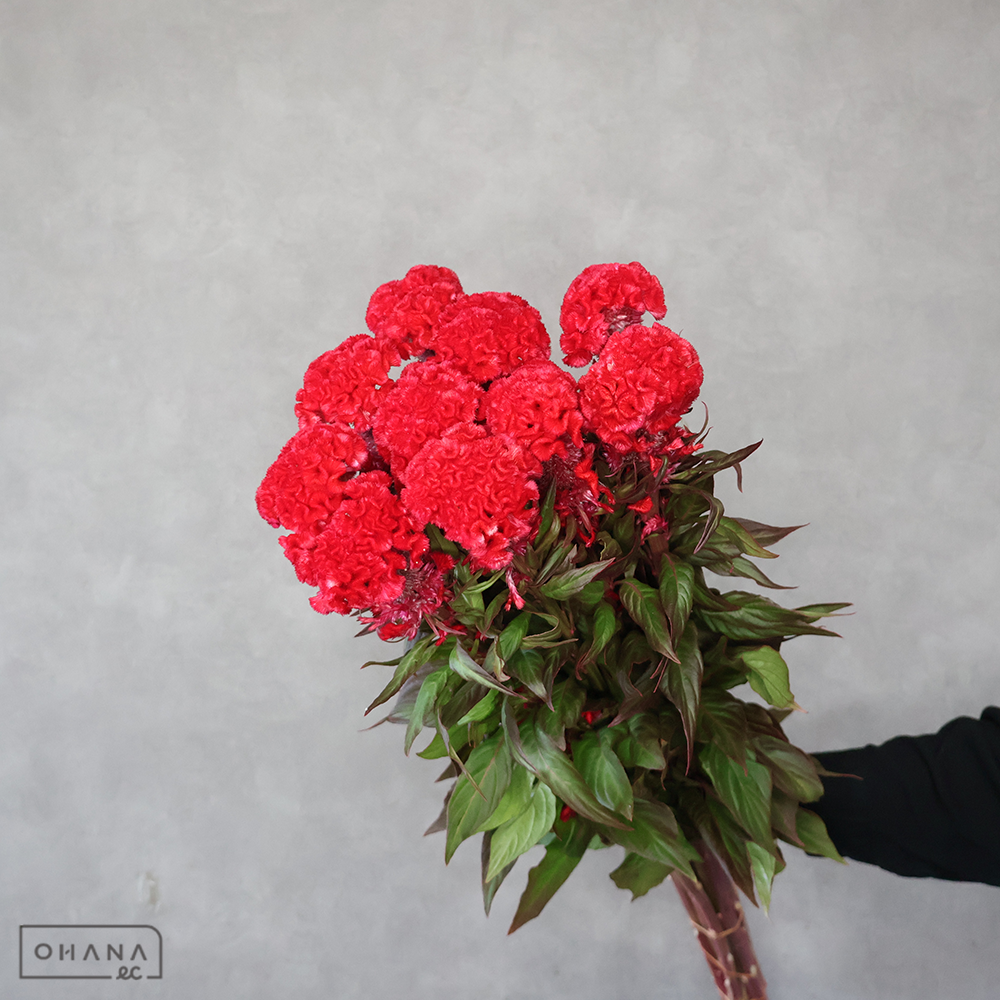 ケイトウ赤　けいとう赤　赤軸　80cm  ■発送時は75cm以下にカット
