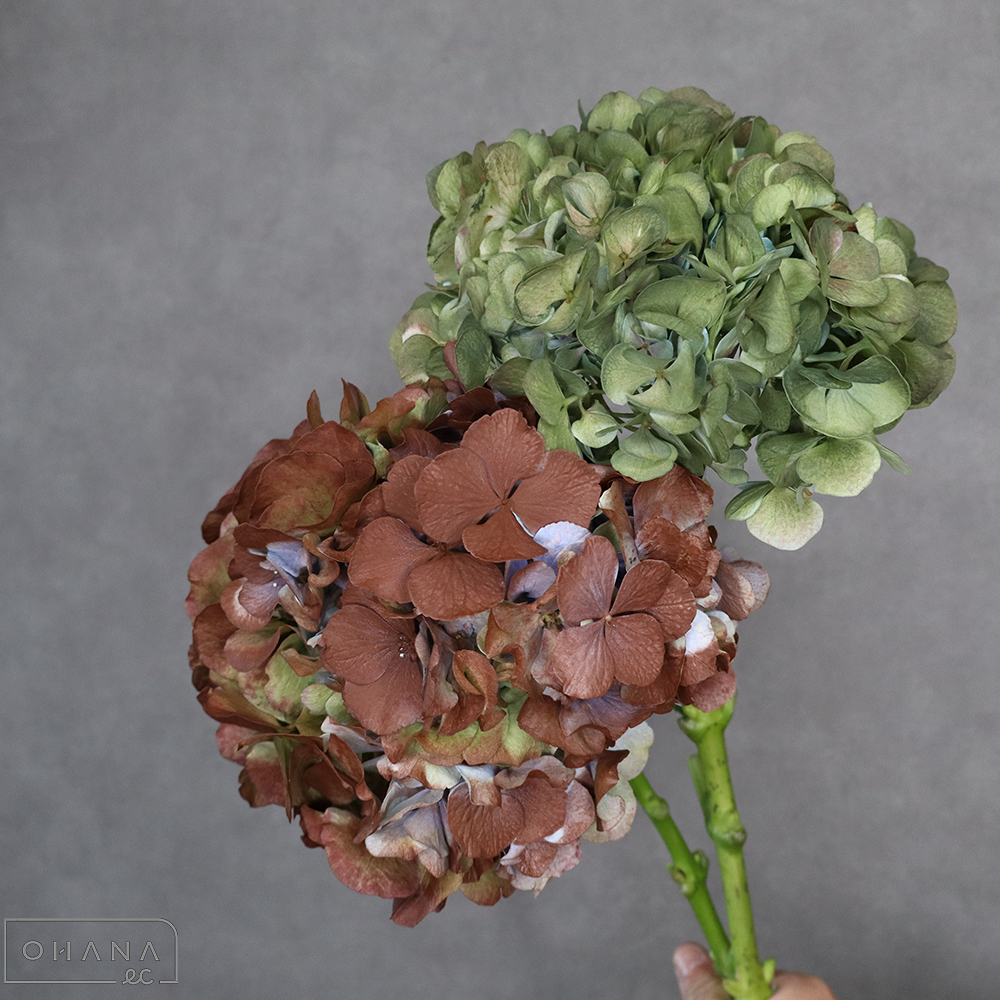 アジサイ　ベレナアンティーク染　花径20cm ※2本束
