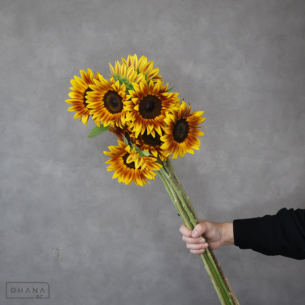 ヒマワリ　サンリッチマロン  80cm