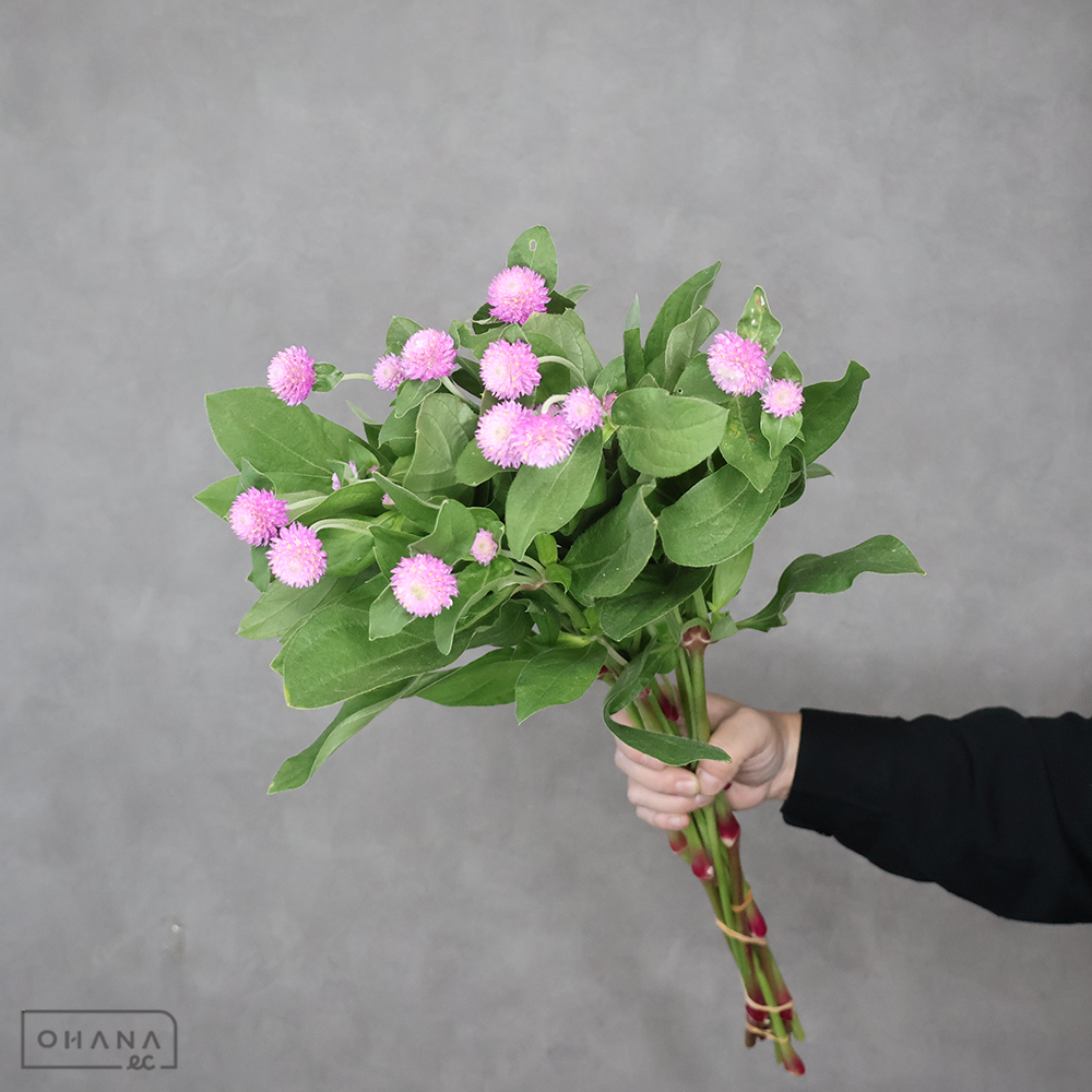 千日紅　オードリーピンクインプ  秀 60cm