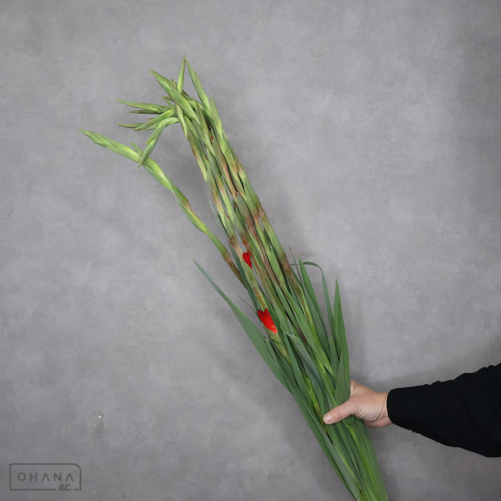 グラジオラス　チノン  優100cm  ■発送時は90cm以下にカット（横箱配送）
