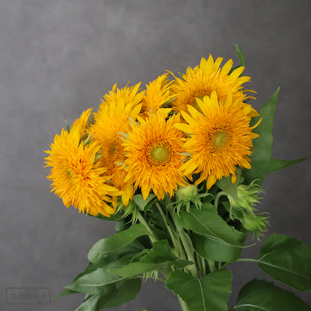 ヒマワリ　サンキング 秀 80cm 花径10cm ■発送時は75cm以下にカット