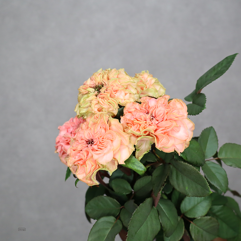 バラ　Ｙ－ラロック 秀70cm  ※5本束