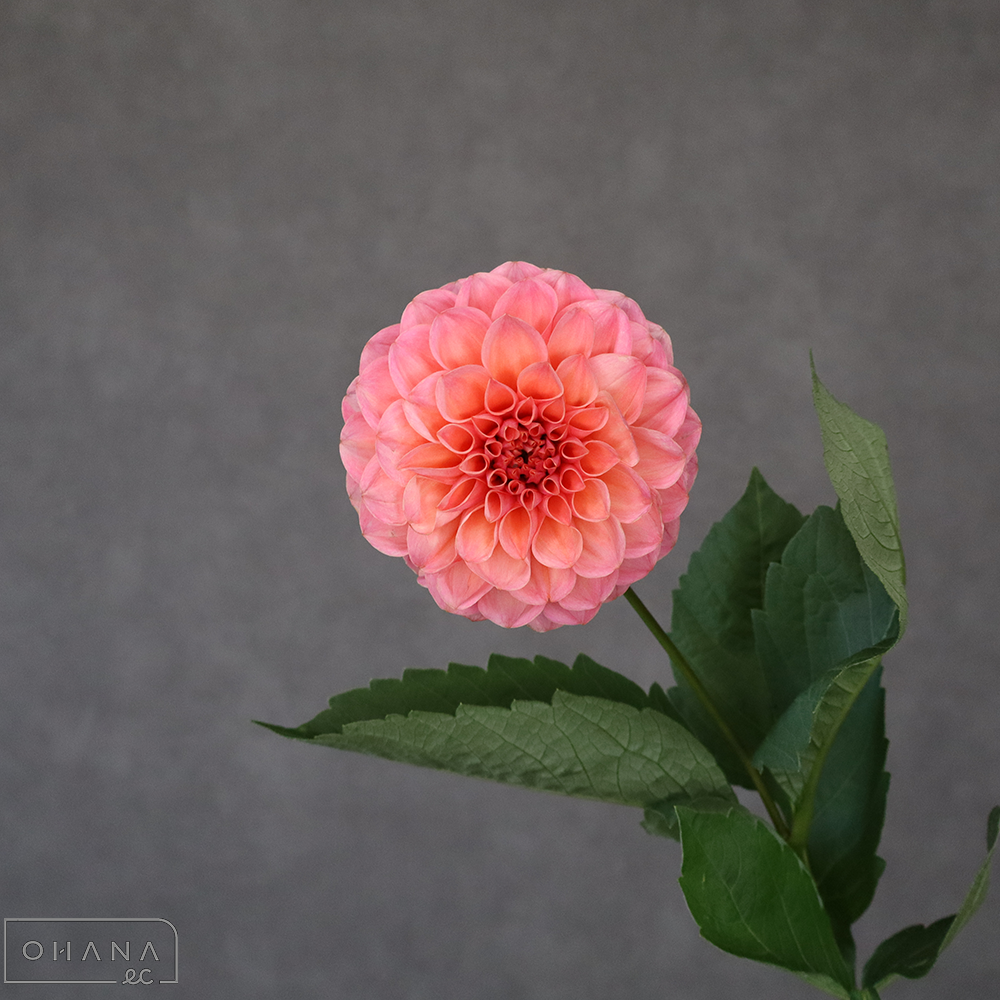 ダリア　ナマハゲラブ ※5本束　75cm