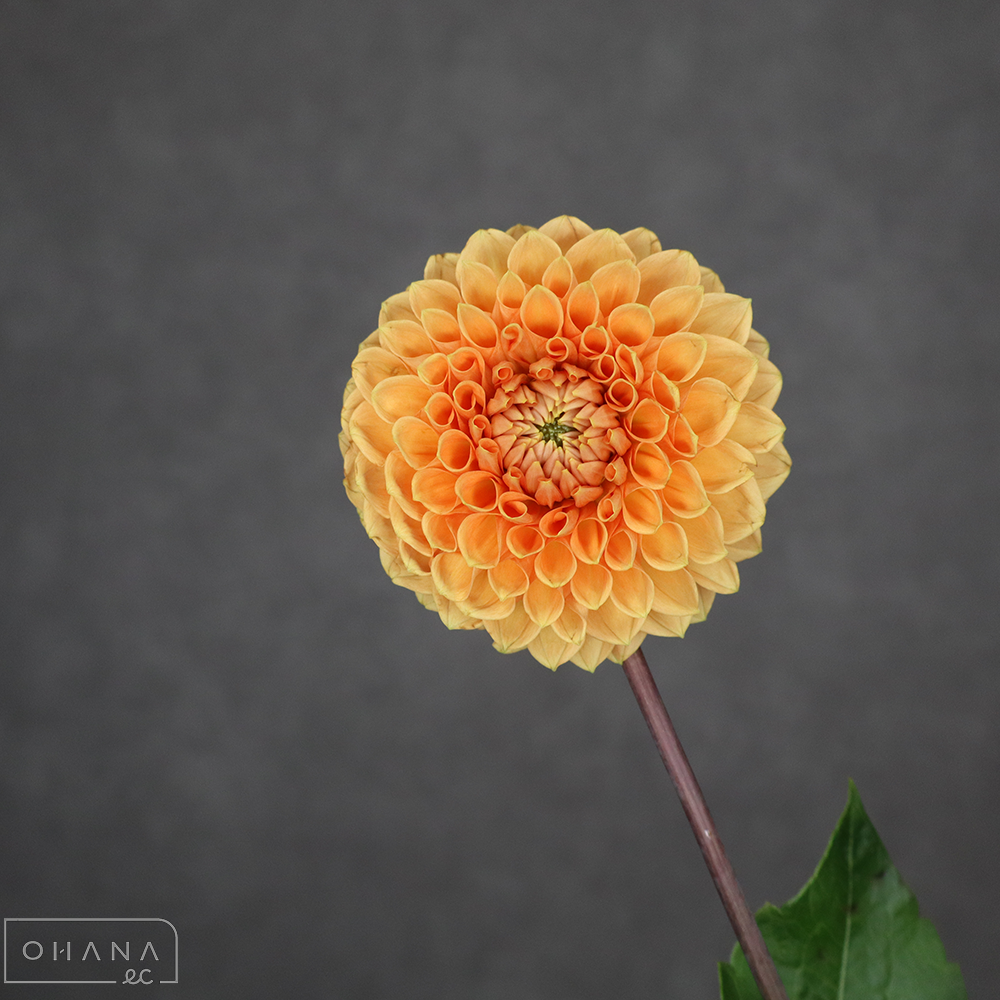 ダリア　ハミルトンジュニア　秀60cm ※4本束