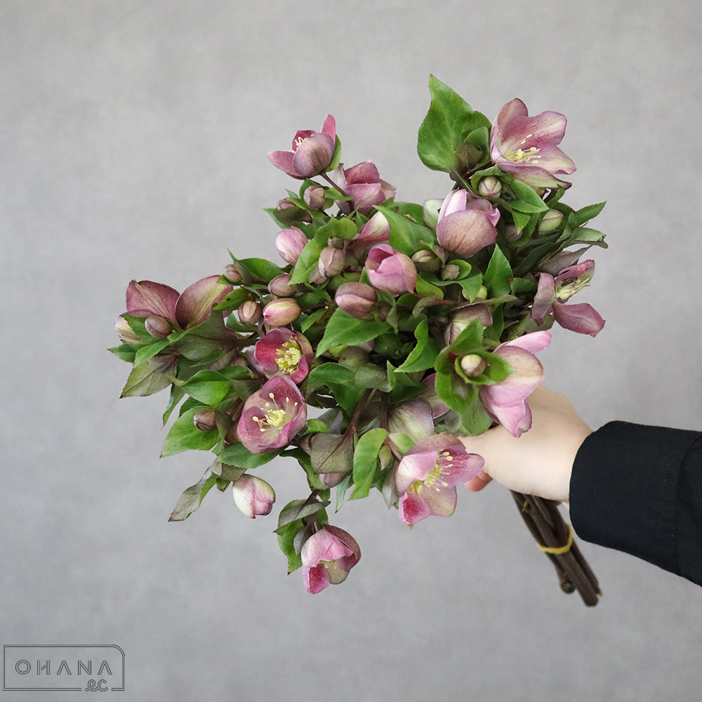 ヘレボルス　クラシックグレース　35cm   ※5本束