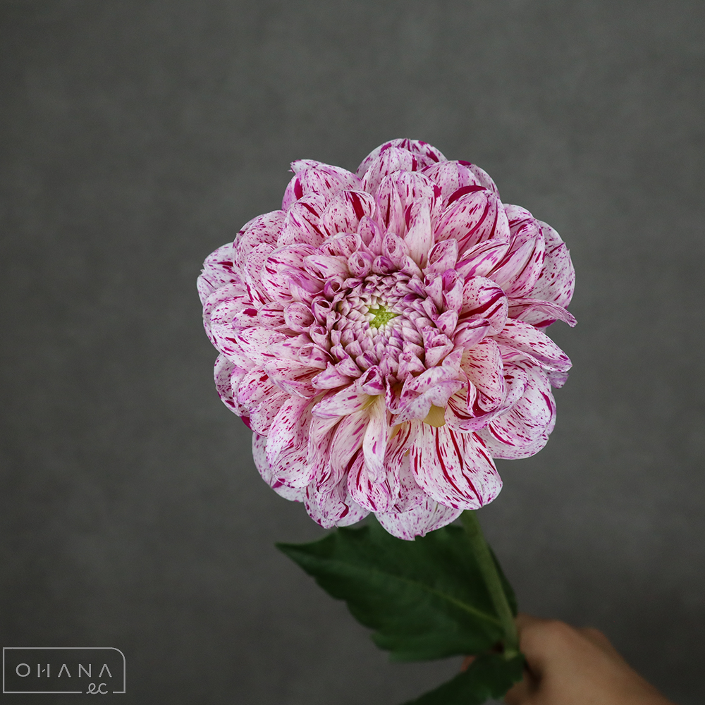 ダリア　ジャパニーズダンサー 秀60cm ※5本束