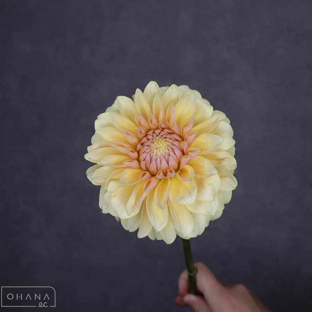 ダリア　エール 秀60cm ※５本束