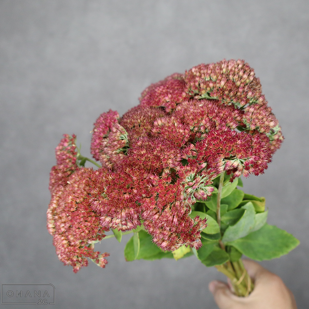 セダム　オランダセダム　ブラウン　35cm 