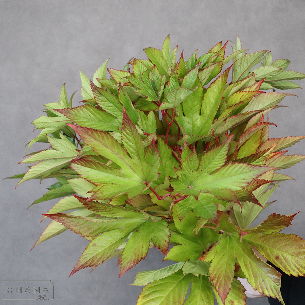 キイチゴ　紅葉木苺　特50cm 
