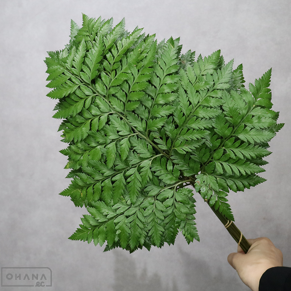 レザーファン　S45cm 