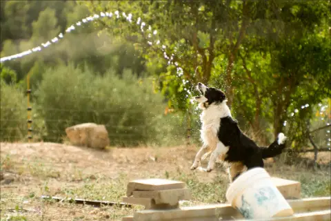 Criador de border collie, ridgeback tailandès, pastor blanc suís