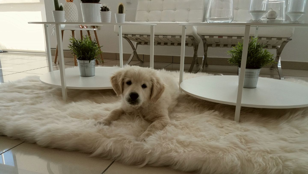 Criador de golden retriever