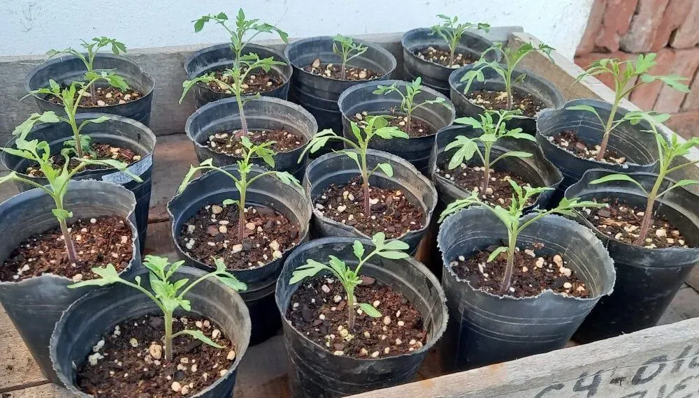 GOBERNACIÓN INICIA ENTREGA DE UN MILLÓN DE PLANTINES A MUNICIPIOS DEL DEPARTAMENTO