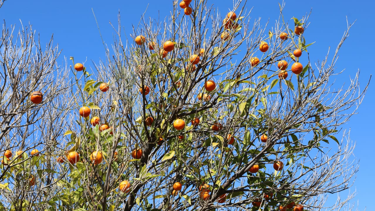 Signs That a Fruit Tree Needs Pruning 