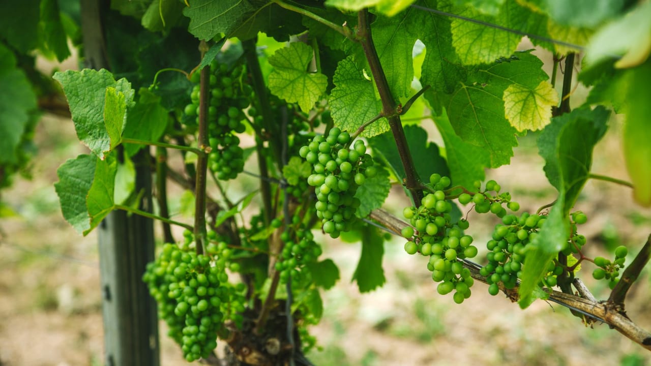 How to Properly Prune Your Fruit Trees 