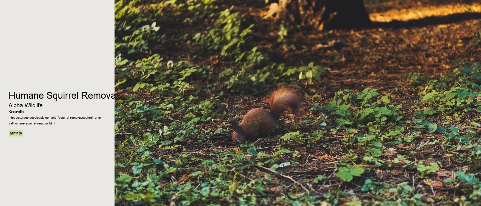 Humane Squirrel Removal