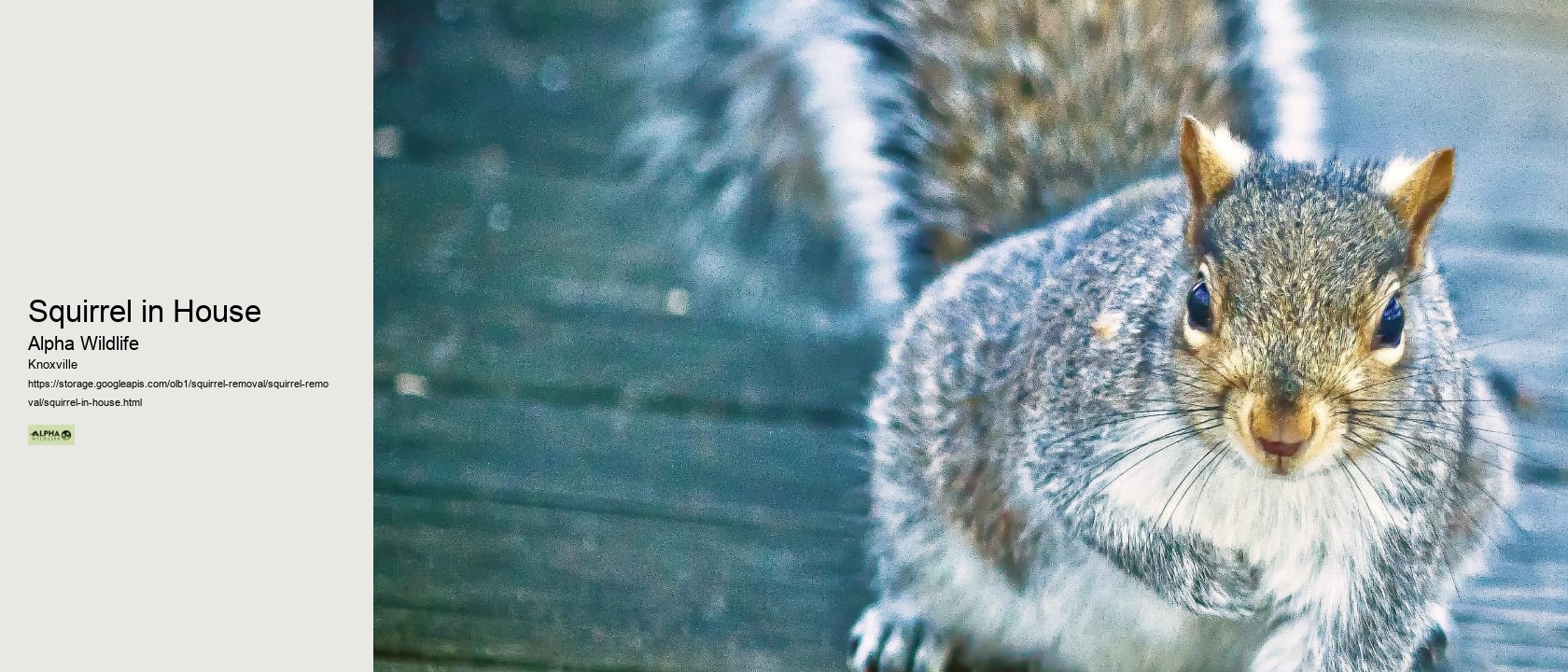 Squirrel in House