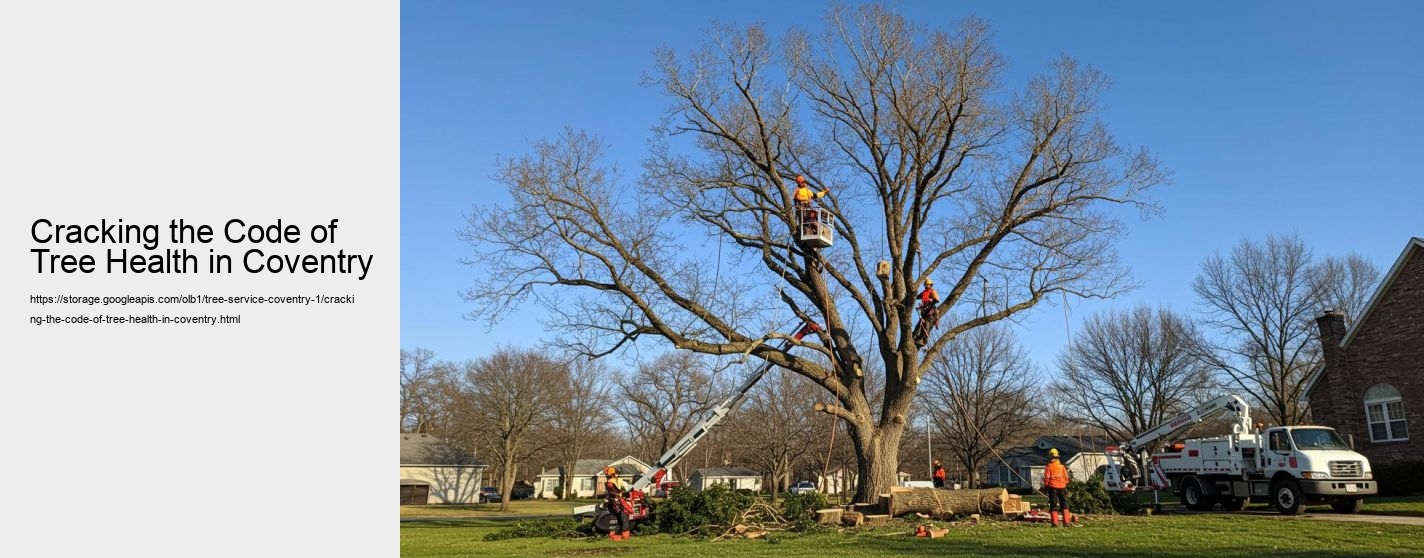 Cracking the Code of Tree Health in Coventry