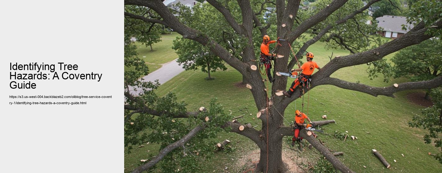 Identifying Tree Hazards: A Coventry Guide