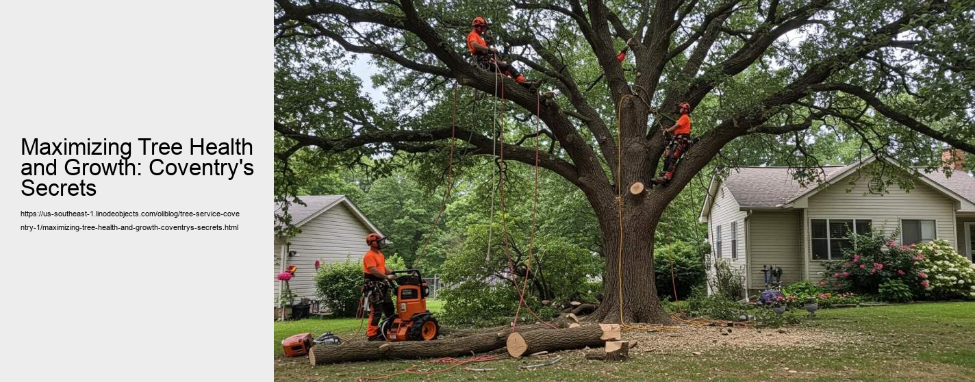 Maximizing Tree Health in Coventry: A Comprehensive Guide