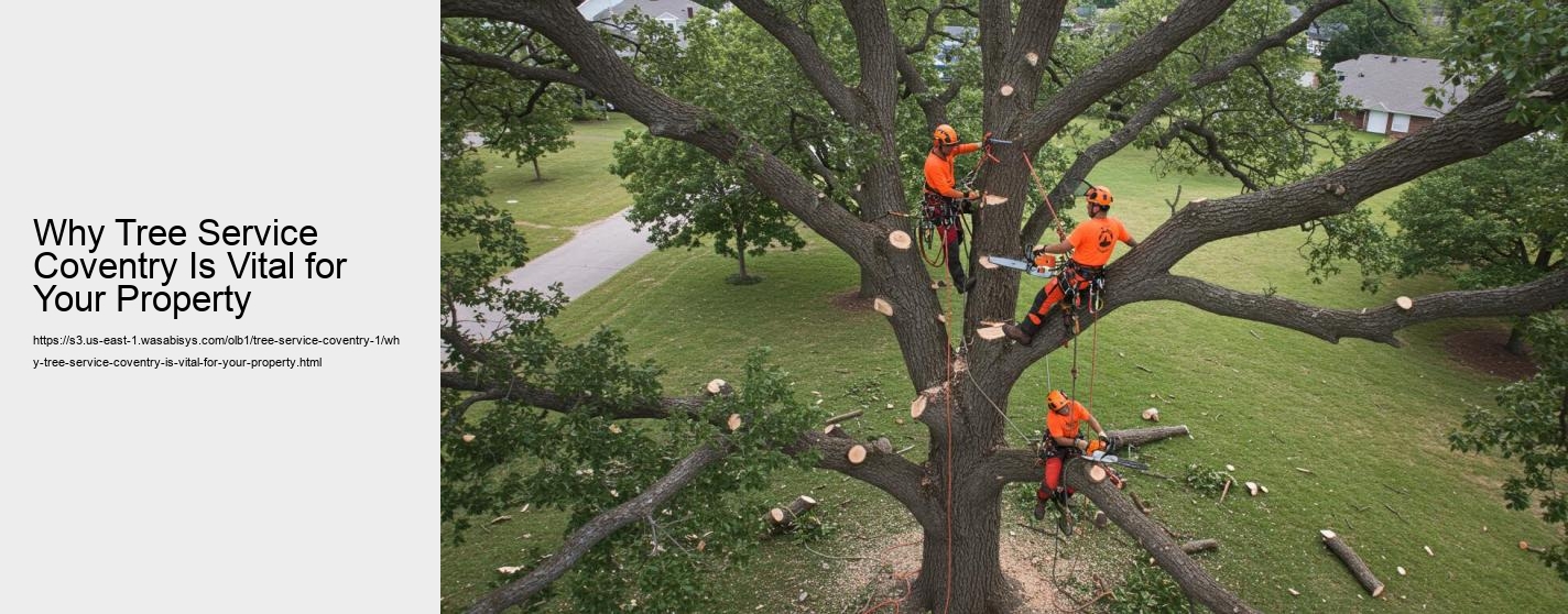 Why Tree Service Coventry Is Vital for Your Property