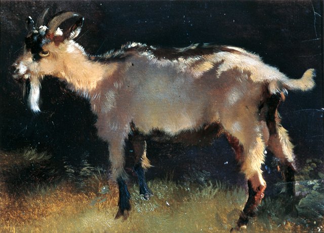 Ziege by Anton Schrodl