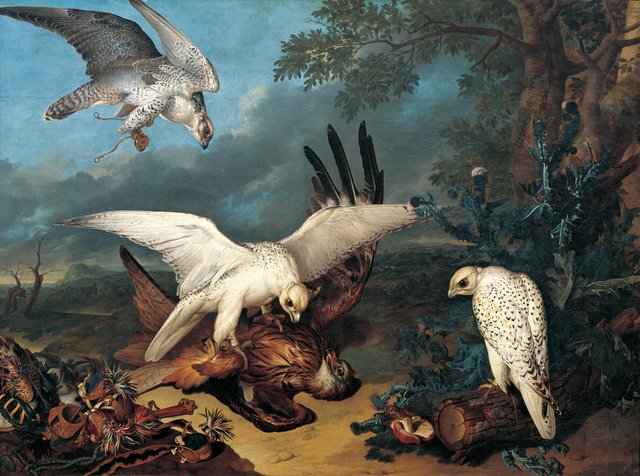 Bird of prey defeated by Iceland hawks by Philipp Ferdinand de Hamilton
