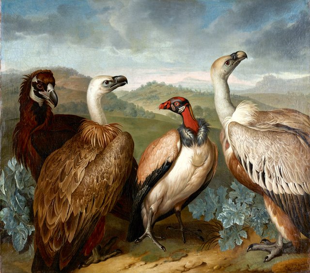 Four Vultures of Different Kind by Philipp Ferdinand de Hamilton
