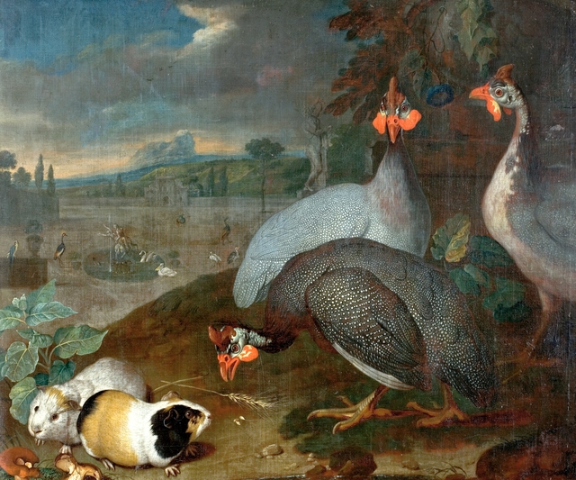 Guinea fowls  with guinea pigs by Philipp Ferdinand de Hamilton