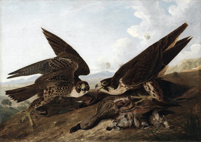 Peregrine Falcons (Duck Hawks) by John James Audubon