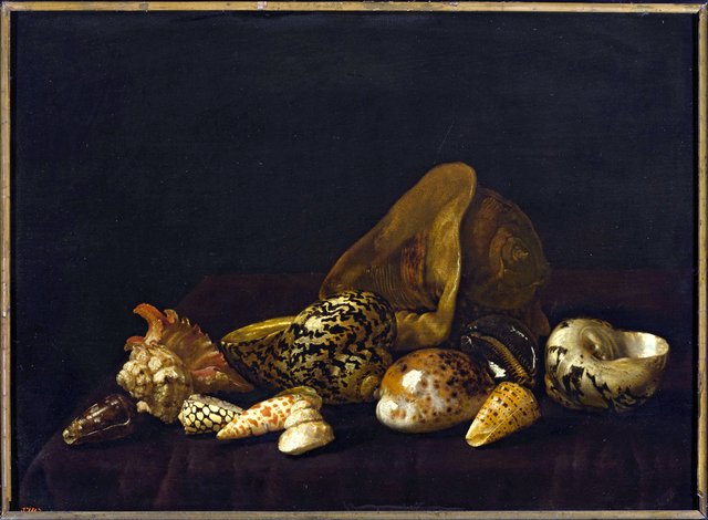 Seashells in a purple tapestry by Abraham van Calraet