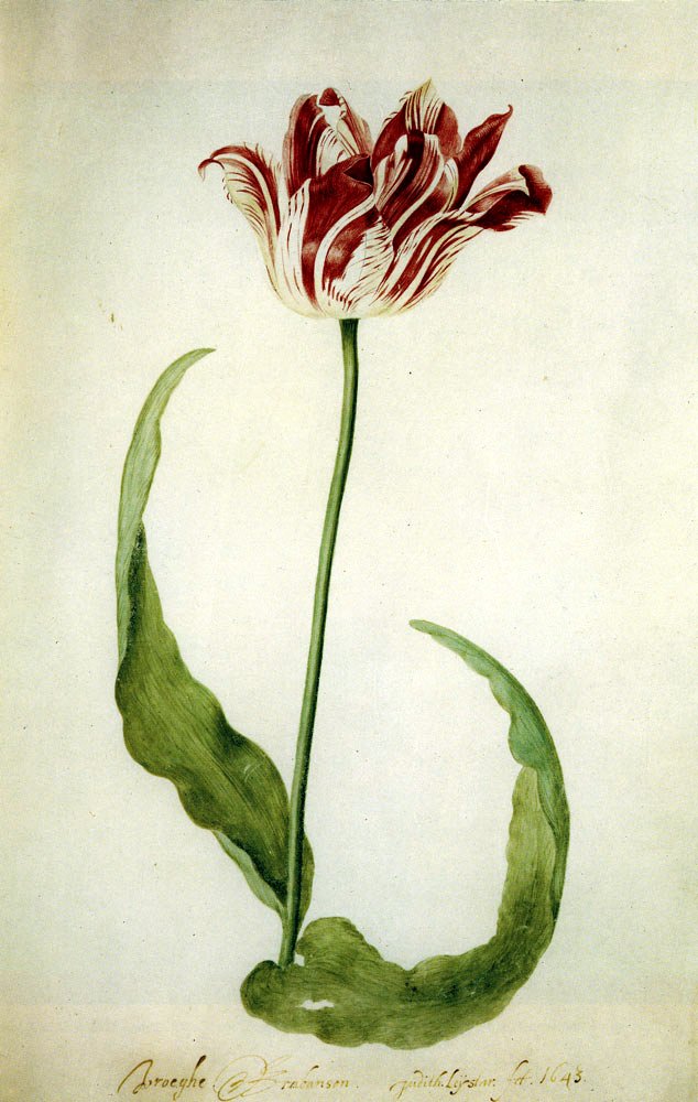 Early Brabantson Tulip (folio 30) by Judith Leyster